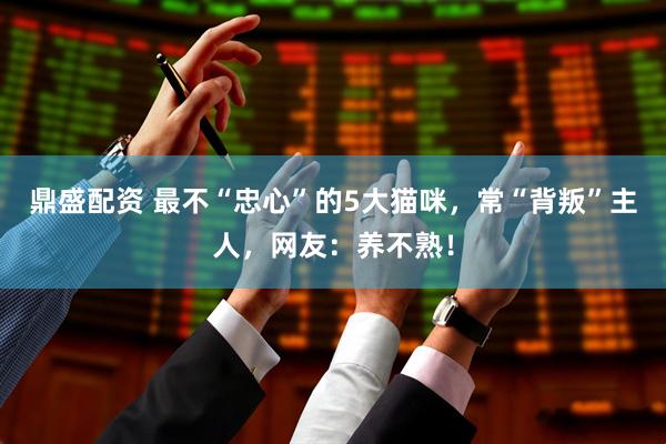 鼎盛配资 最不“忠心”的5大猫咪，常“背叛”主人，网友：养不熟！